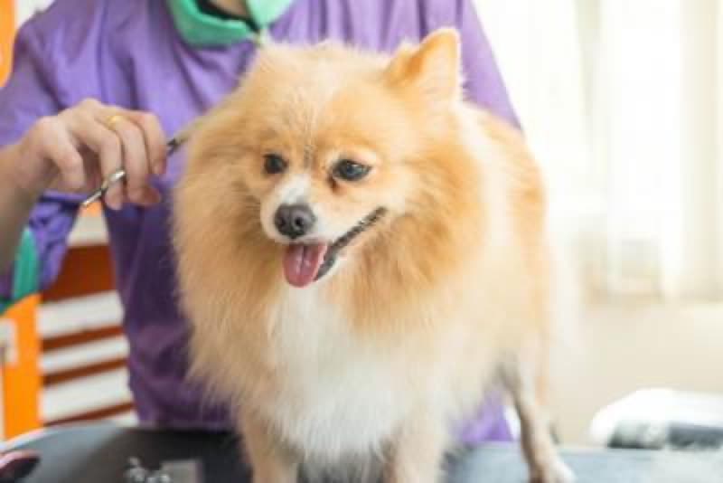 A groomer brushing a fluffy cream Pomeranian on a grooming table in a bright room