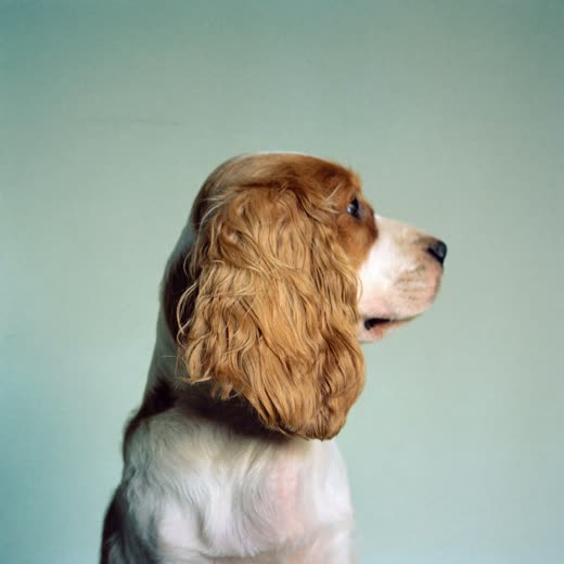 A cockapoo with a fresh clip
